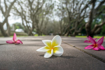 Plumeria flower on the road over the photo blurred of tree backg