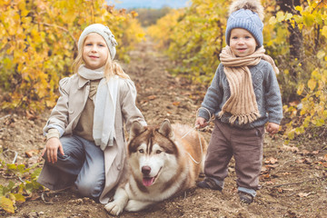 Girl and boy in vineyard are walking with husky dog