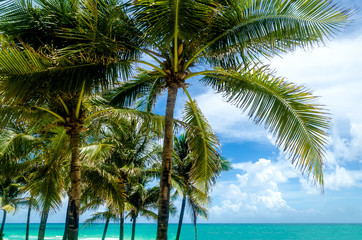 Miami Beach Palms