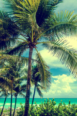 Naklejka premium Miami Beach Palms, Retro effect