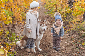 Naklejka na ściany i meble Girl and boy in vineyard with husky dog