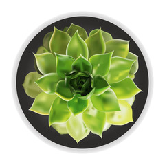 Succulent flower in pot isolated on white background.