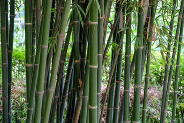 green Bamboo texture background