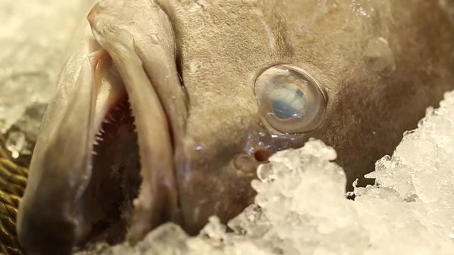 A Close up on a Fish Head and Teeth