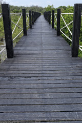 Fototapeta premium Wooden bridge of walkways in mangrove forest with green leaves.