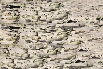 Decay surface or corrosion Texture of a tree.