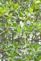 Green mangrove tree in the mangrove forest.