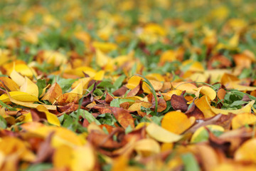 Yellow and brown leaves on the lawn in autumn.