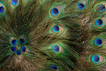 Obraz premium Close up of a male peacock displaying its stunning tail feathers
