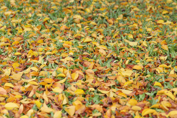 Yellow and brown leaves on the lawn in autumn.