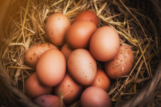 fresh eggs into basket after a woman gathering from hen house in countryside morning