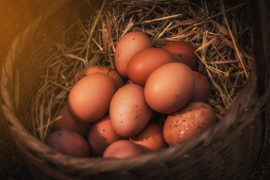 fresh eggs into basket after a woman gathering from hen house in countryside morning