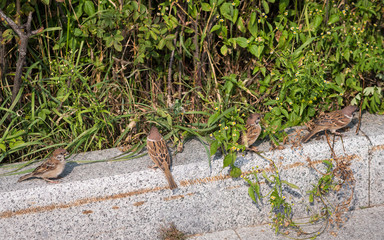 Sparrows in the street. Selective focus.
