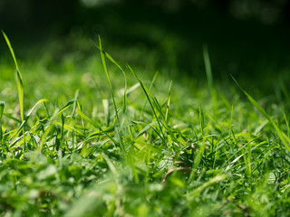 Green grass background. Selective focus with shallow depth of field
