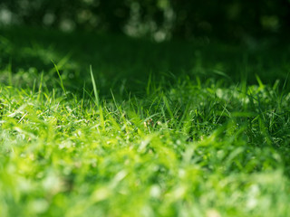 Green grass background. Selective focus with shallow depth of field