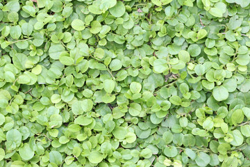 Macro in bright green leaves of a small tree in the public park.