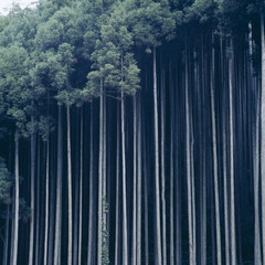 荘厳な雰囲気の杉林