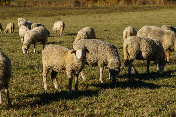 mouton dans un p&acirc;turage