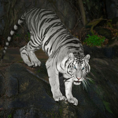 Obraz premium Tiger