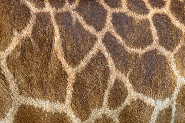 Textured skin of giraffe