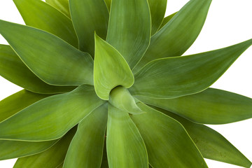  Green Patterns and Textures of  Leaves of Succulent Plant