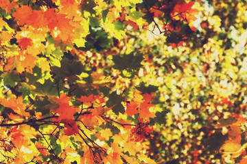 Obraz na płótnie Canvas Fall Maple Leaves Filtered