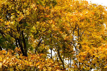 Fall Maple Leaves on Branches