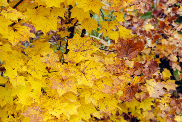Yellow maple leaves in the autumn season, seasonal natural background