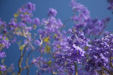 Colourful jacaranda tree in bloom in Brisbane, Queensland.