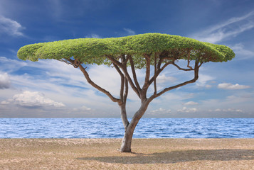 Tropical tree of Manila tamarind on the beach.