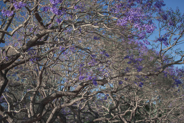 Colourful jacaranda tree in bloom in Brisbane, Queensland.