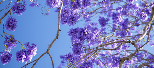 Naklejka premium Colourful jacaranda tree in bloom in Brisbane, Queensland.