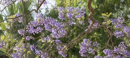 Colourful jacaranda tree in bloom in Brisbane, Queensland.