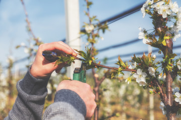 Pruning the branches for better crops.