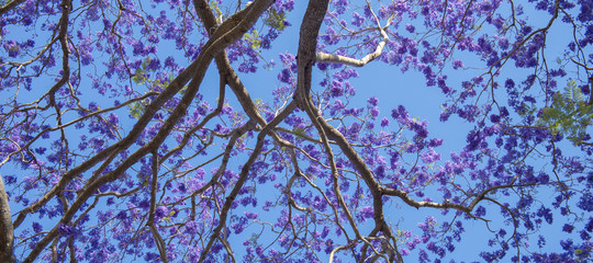 Colourful jacaranda tree in bloom in Brisbane, Queensland.