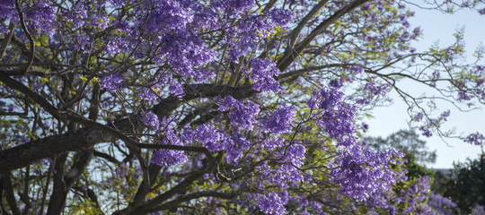 Colourful jacaranda tree in bloom in Brisbane, Queensland.