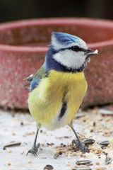 Fototapeta premium Mesange bleue