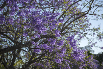 Colourful jacaranda tree in bloom in Brisbane, Queensland.