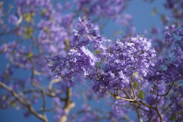 Colourful jacaranda tree in bloom in Brisbane, Queensland.