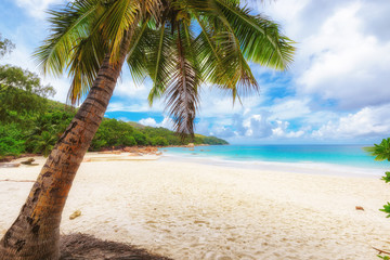 Coconut palm tree on tropical beach over blue ocean, Seychelles