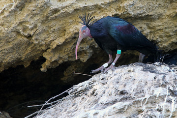 Northern Bald Ibis, (Geronticus emeritus), on a nesting ledge, Andalucia, Spain.