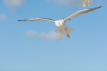 Bird with Yellow Feet against a Blue Sky