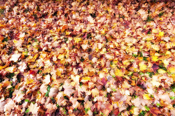 Colorful autumn leaves, Collection beautiful colorful autumn lea - 125338665
