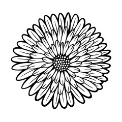 beautiful monochrome chrysanthemum isolated