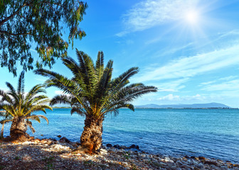 Palm tree on summer beach (Greece)