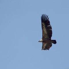 Griffon Vulture (Gyps fulvus) in flight, Andalucia, Spain.