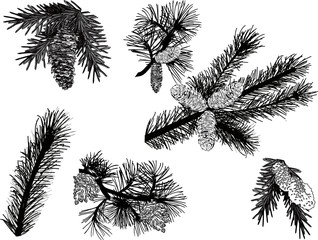 black pine branches sketches isolated on white