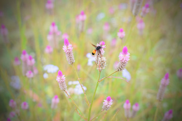 Beautiful meadow with wild flowers