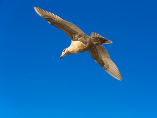 Grey seagull flying in the sky over the sea