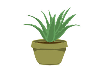 Aloe Vera, medicinal plants, houseplants